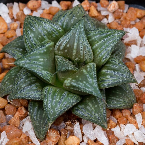 Haworthia 'Black Knight' x hybrid