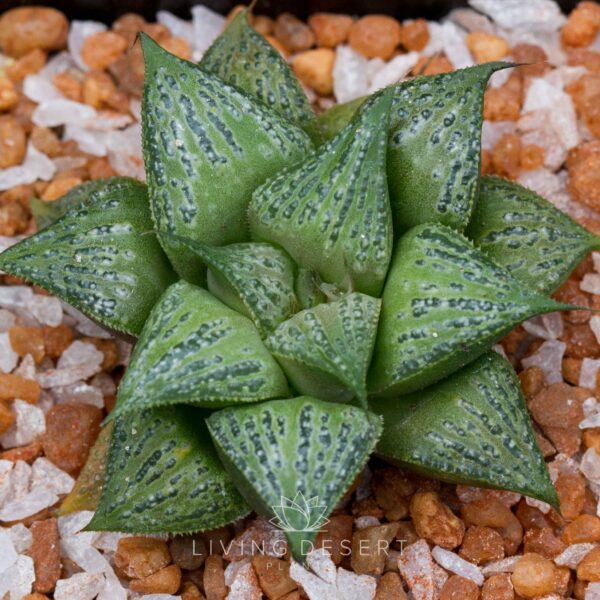 Haworthia 'Black Knight' x hybrid