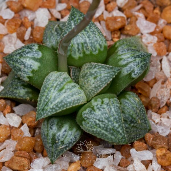 Haworthia hybrid