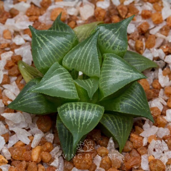 Haworthia 'Amazoness' hybrid