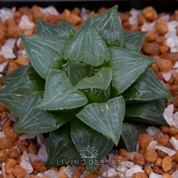 Haworthia hybrid