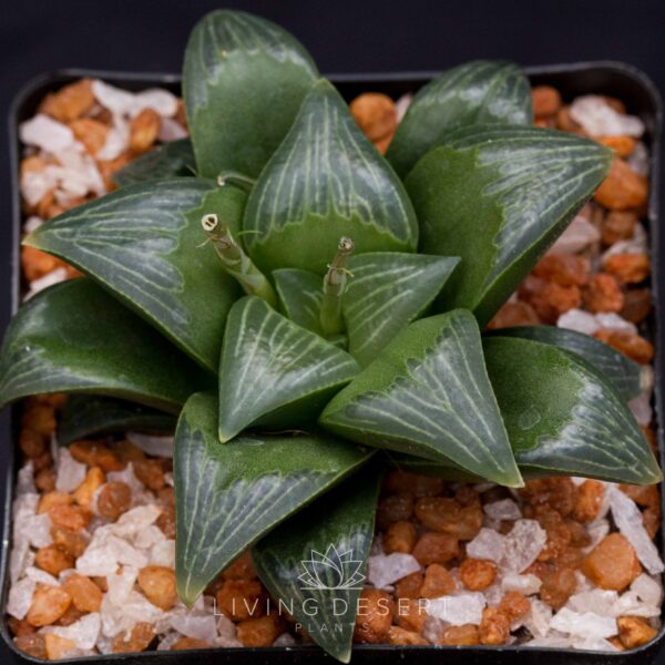 Haworthia badia hybrid