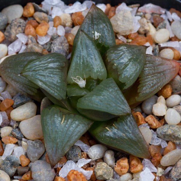 Haworthia badia hybrid