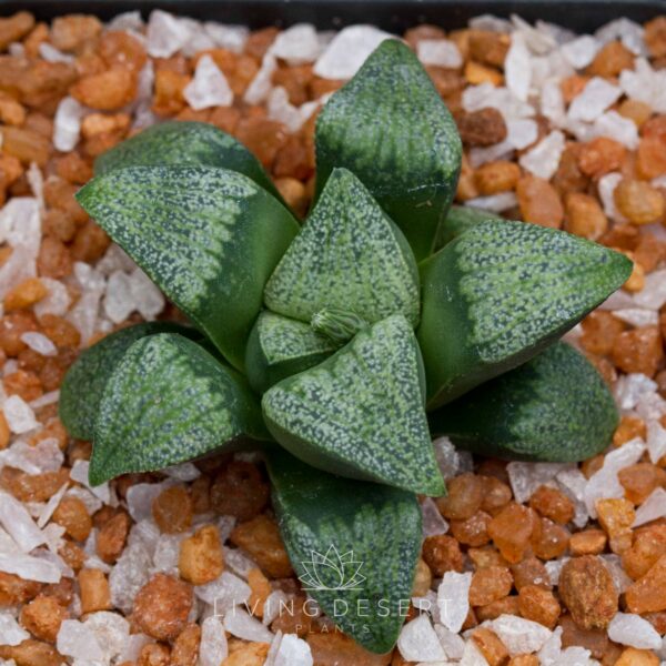 Haworthia hybrid