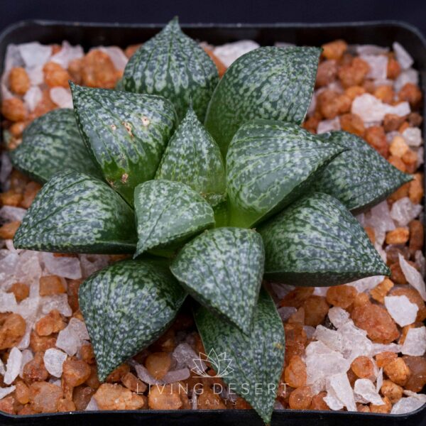 Haworthia picta hybrid