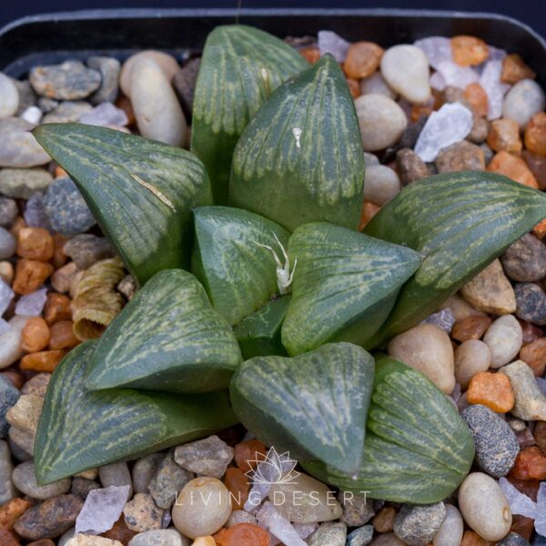 Haworthia hybrid
