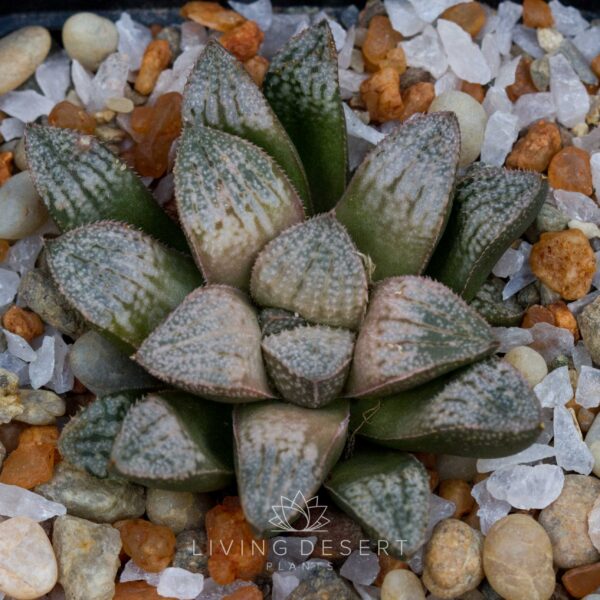 Haworthia hybrid
