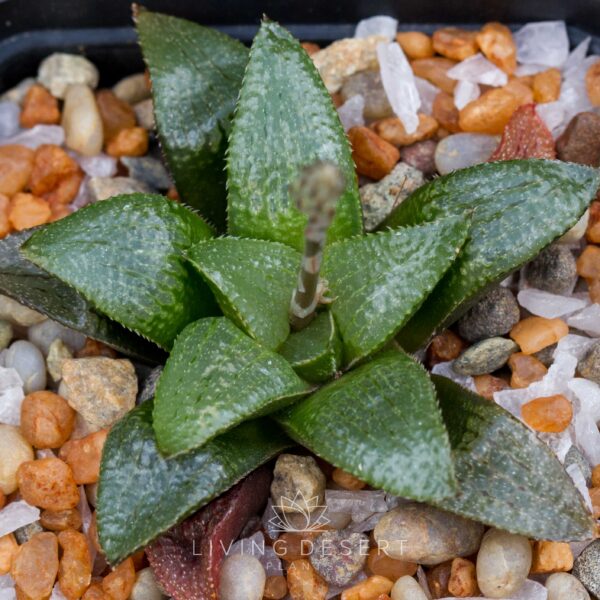 Haworthia hybrid