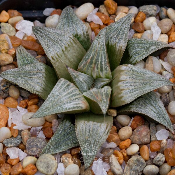 Haworthia hybrid