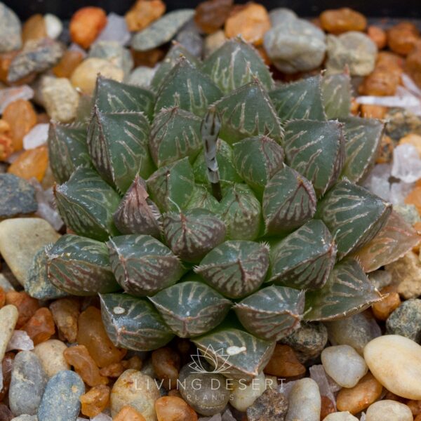 Haworthia 'Mirror Ball'