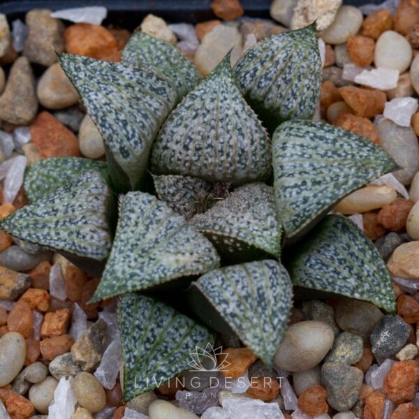 Haworthia splendens