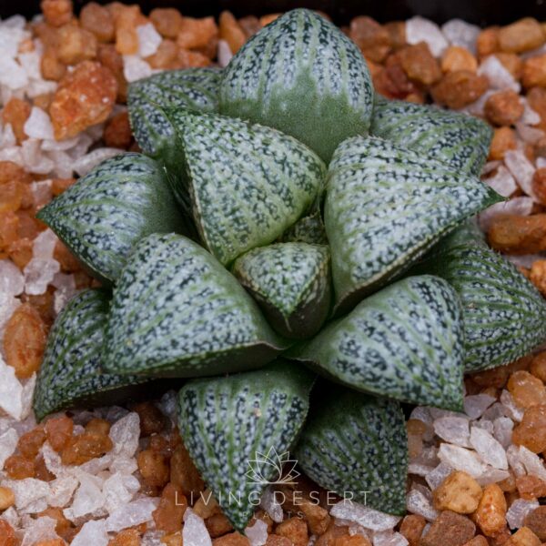 Haworthia splendens (select form)