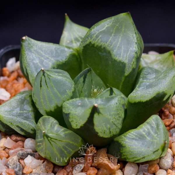 Haworthia 'Urahannya'