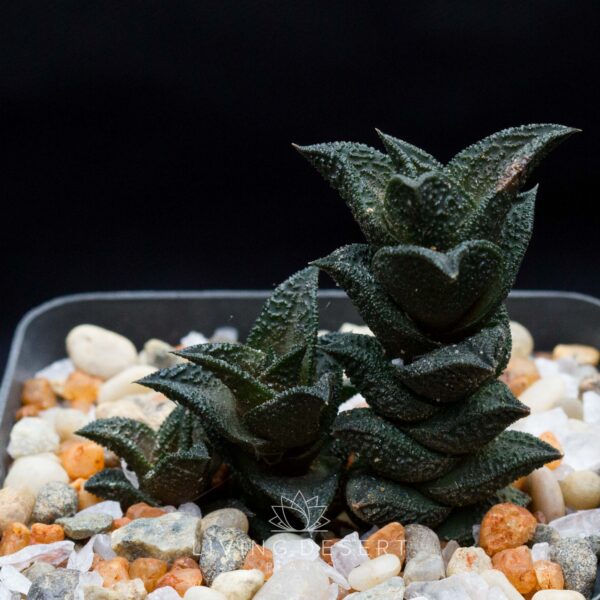 Haworthiopsis nigra