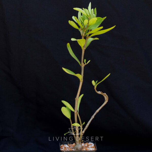 Hydnophytum fomicarum