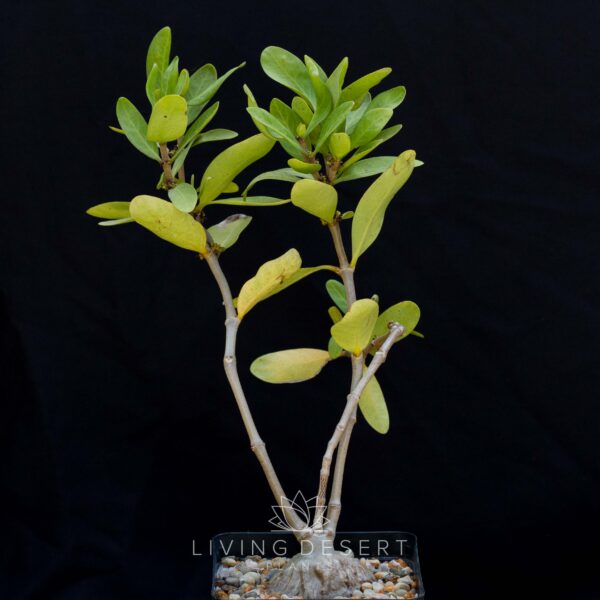 Hydnophytum fomicarum