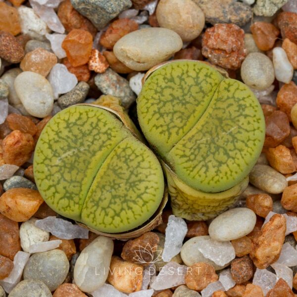 Lithops aucampiae 'Jackson's Jade'
