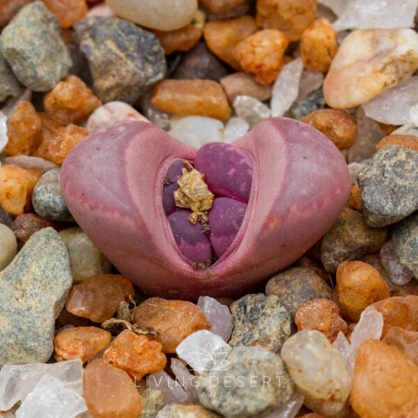 Lithops optica v. rubra