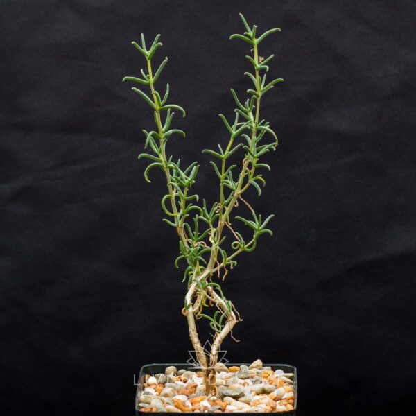 Mestoklema tuberosum