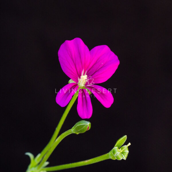 Pelargonium sericifolium
