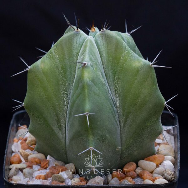 Stenocereus pruinosis